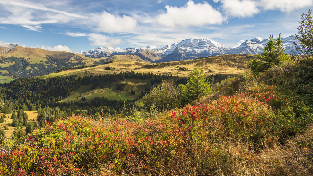 «Wilde Wochen» – Herbstgenuss im Simmental